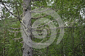 Hanging moss on trees